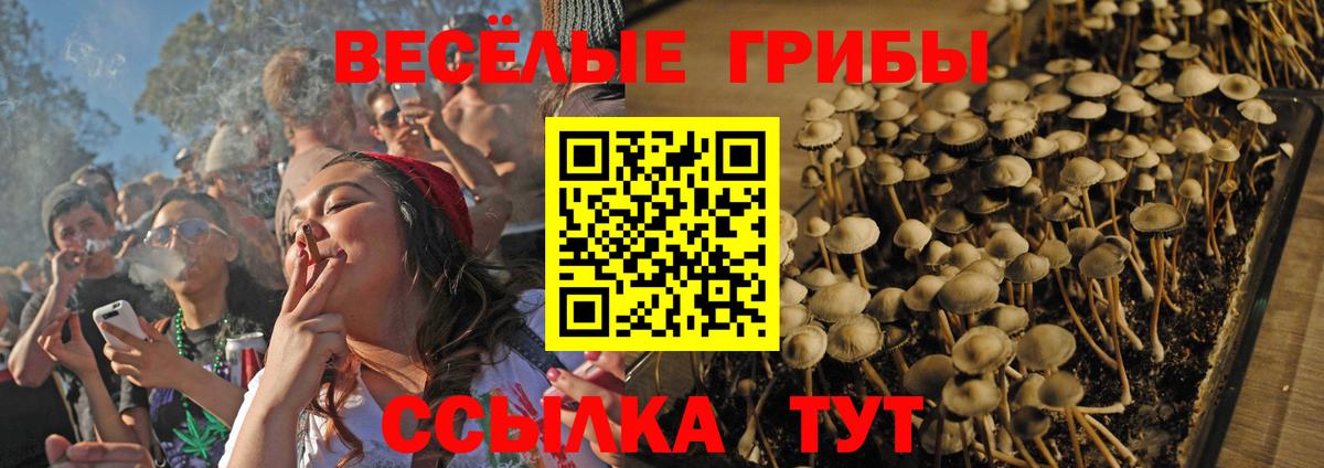 Псилоцибиновые грибы Psilocybe  Вход с VPN  Елабуга 